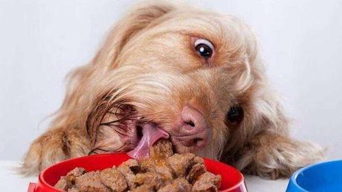 给狗狗吃瓠瓜好不好呢视频,狗狗健康饮食新选择？