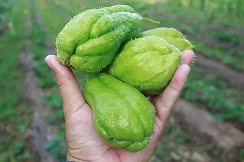 胖子吃瓜降糖效果好吗视频,视频揭示神奇食疗法