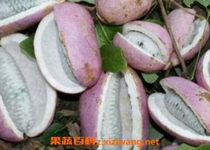 天天吃八月瓜视频,揭秘家常美味制作秘诀