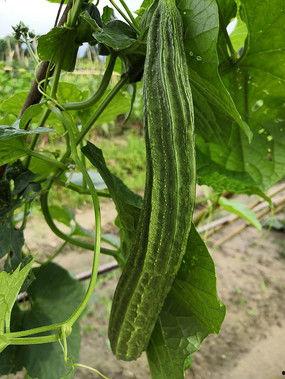 中国霸气吃瓜视频大全,霸气吃瓜视频大盘点