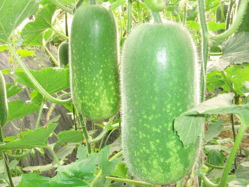 猴姐吃哈密瓜视频大全,哈密瓜视频大全集锦