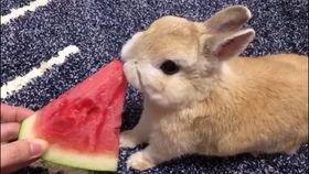 小兔吃瓜爆笑视频大全,欢乐无限视频大全