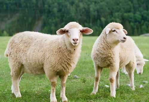 牵羊吃瓜的视频素材下载,揭秘视频背后的趣味与智慧