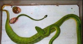 生蛇可以吃蒲瓜吗视频,蒲瓜的神奇食用方法